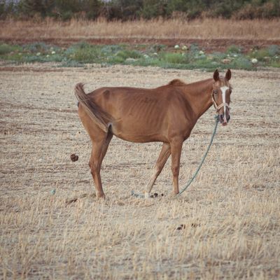 Mule Poop Poop Photos, Download The BEST Free Poop Stock Photos & HD Images