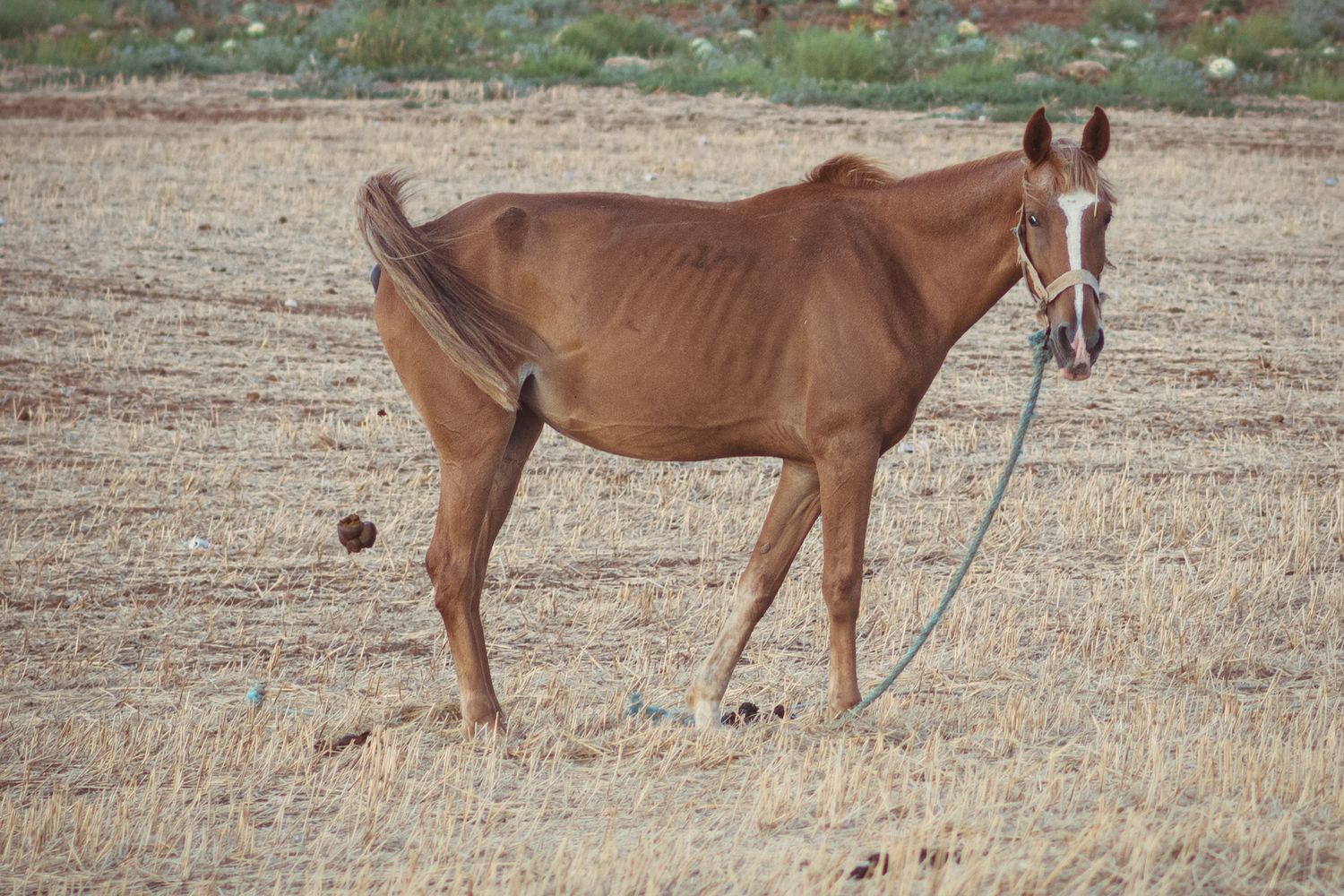 Mule Poop Pooping Photos, Download The BEST Free Pooping Stock Photos & HD Images