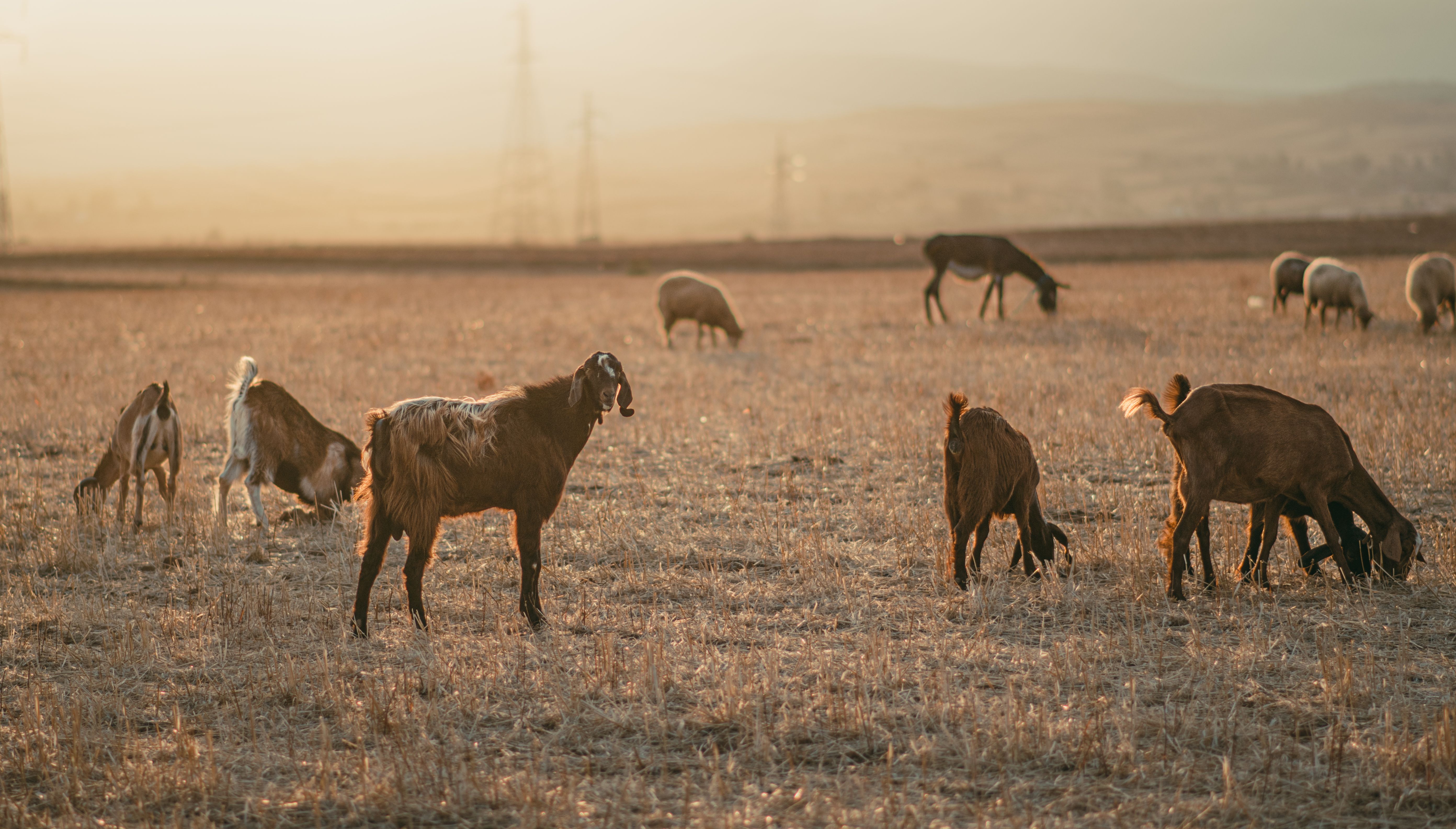 A serene field with goats and sheep grazing during sunset in rural Tunisia.