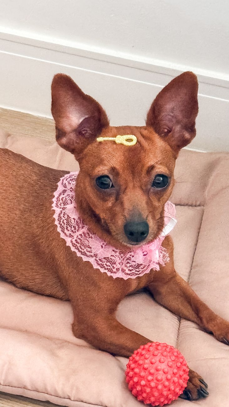 Conheça Petra, cachorrinha que adora aprontar travessuras