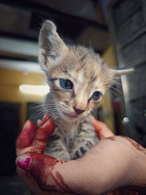 Free Beautiful Cat Stock Photo