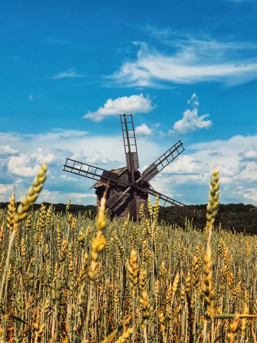 Free Picturesque old windmill surrounded by wheat fields and vibrant blue sky, capturing rural summer serenity. Stock Photo