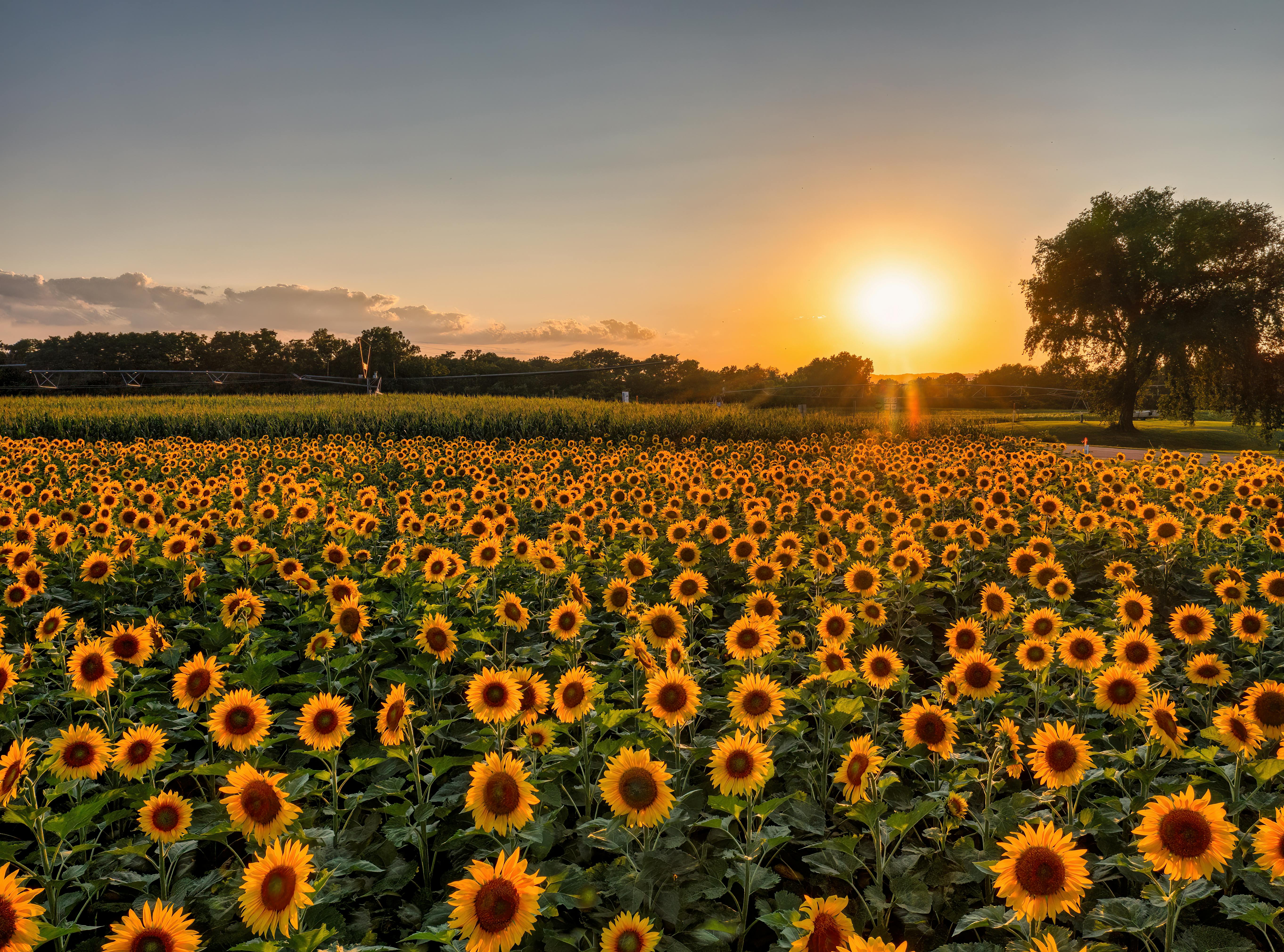 sunflowers in a field at sunset