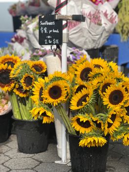 Surging Sunflower Oil Prices: Analyzing the 2024 Market Trend