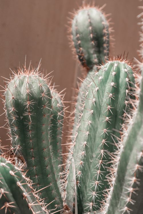 Free Detailed close-up of a green cactus showcasing its sharp spines and unique textures. Stock Photo