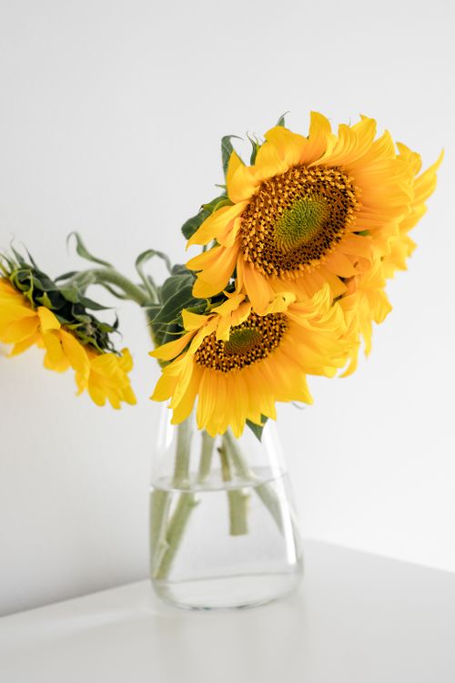 Free Lively sunflowers in a clear glass vase, showcasing vibrant yellow petals against a clean white background. Stock Photo