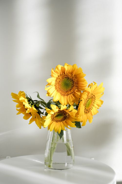Free A stunning bouquet of sunflowers in a glass vase with soft lighting. Stock Photo