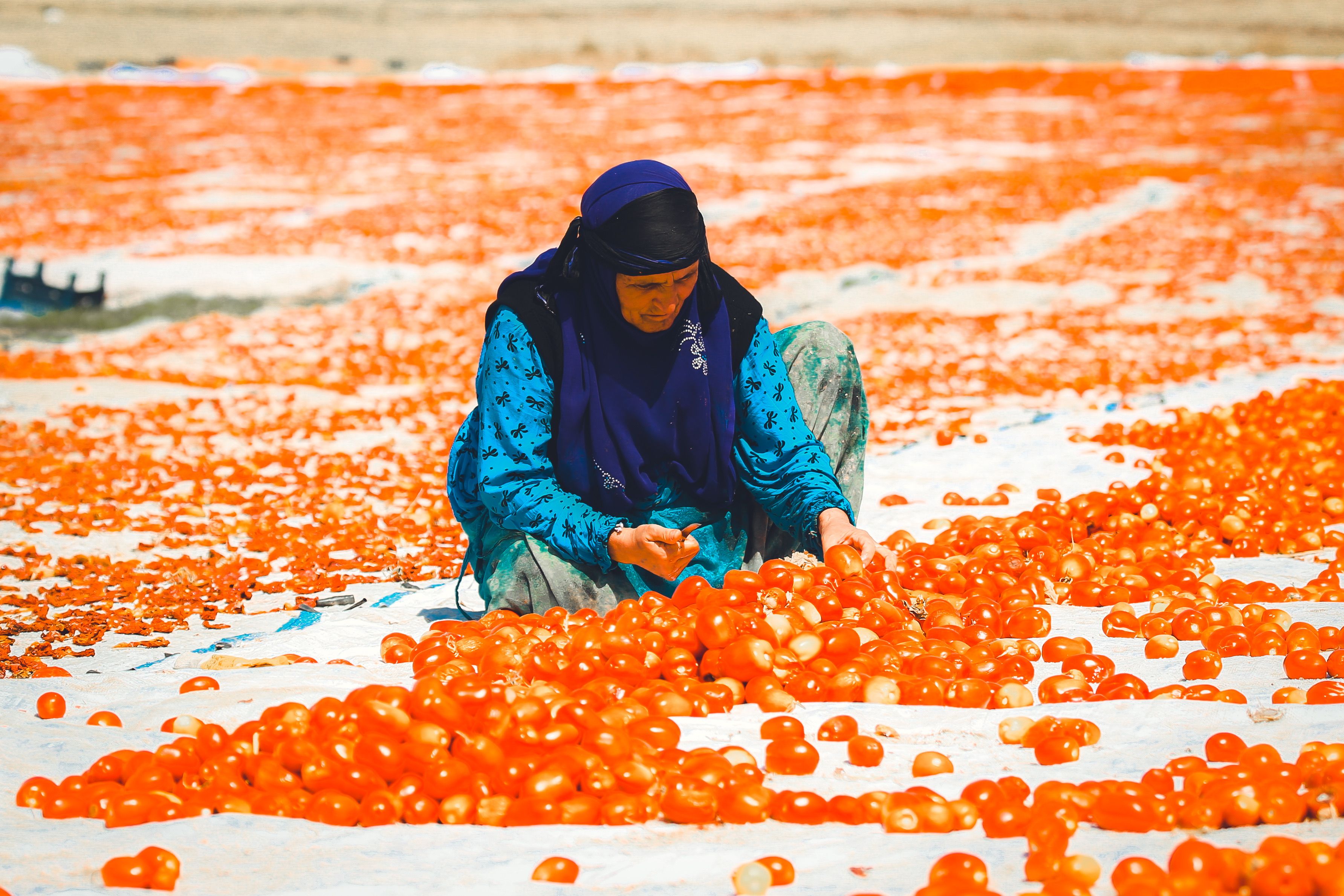A woman in traditional attire sorting freshly harvested tomatoes under sunlight.