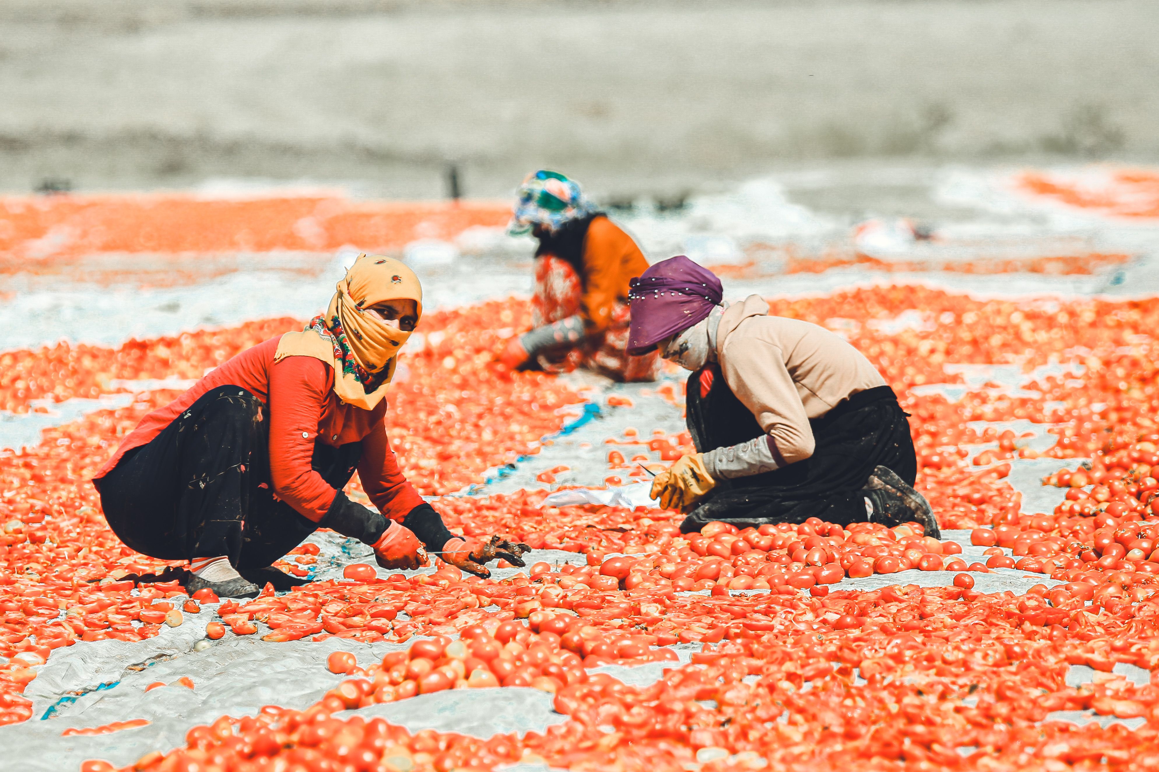 Tomato processed products