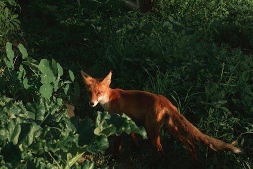 Fotobanka s bezplatnými fotkami na tému chlpatý, chvost, cicavec