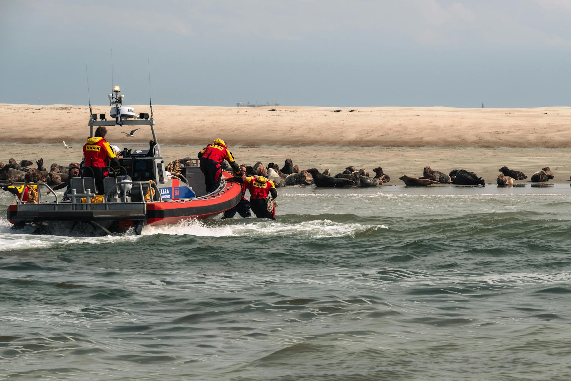 KNRM seal rescue [2] - Seal was stuck in a net