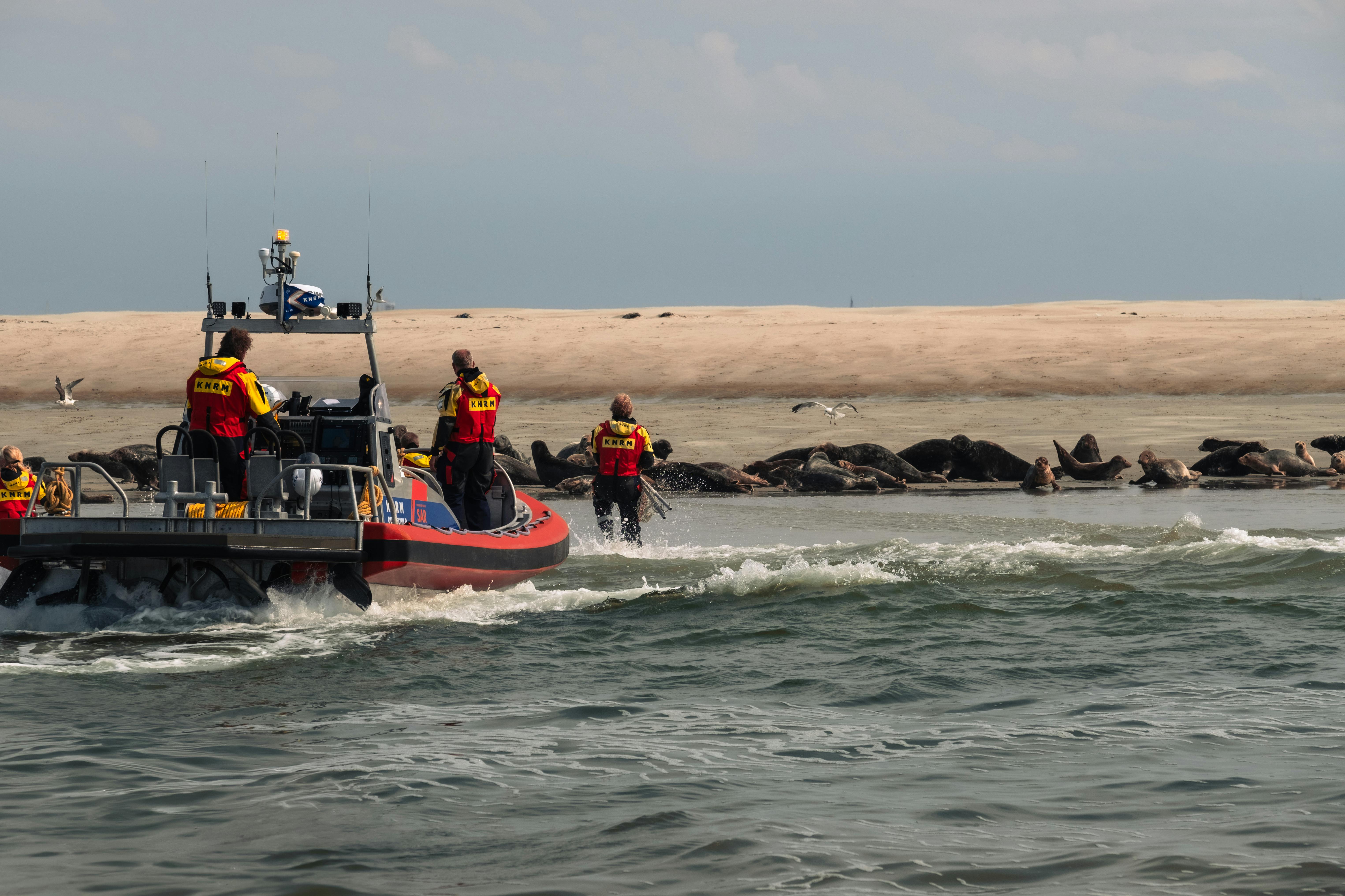 KNRM seal rescue [3] - Seal was stuck in a net