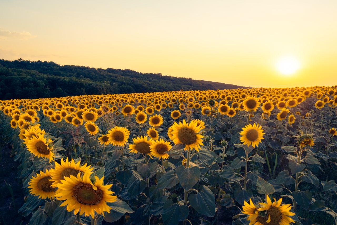 capture of a vast vibrant sunflower field basking under a golden summe