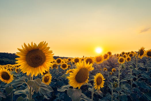 A vibrant sunflower field basks in golden sunlight at sunset, capturing the essence of summer.