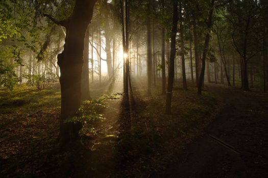 Enchanting sunrise through fog in a serene forest, a pathway leading into mystery.
