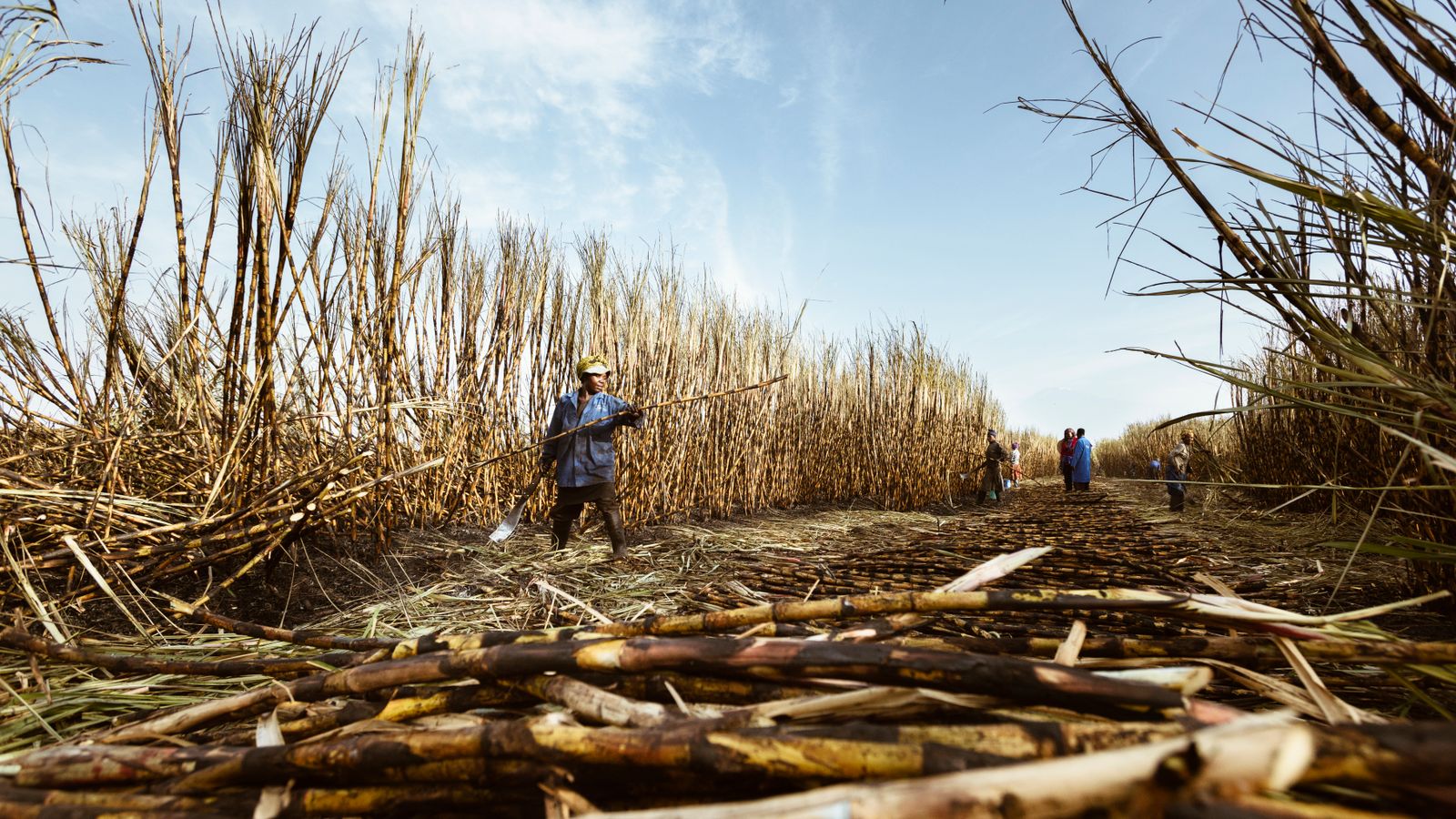 Tanzanian sugar cane field 01, Cabo Verde