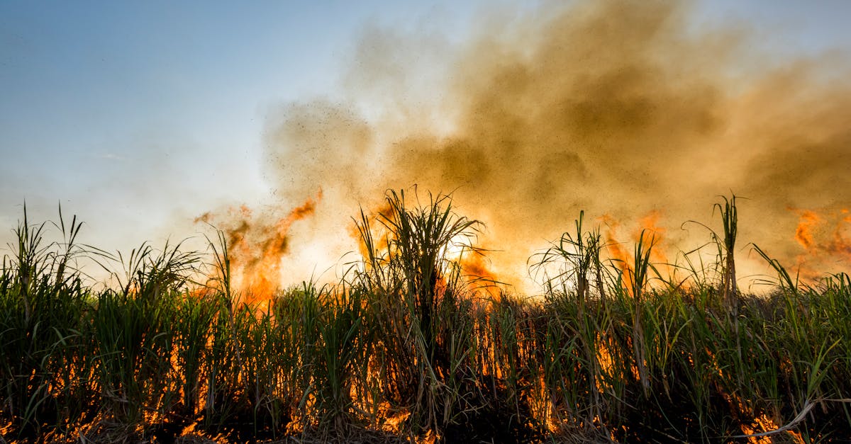 Photo by Karl Ahnee A dramatic scene of a sugarcane field on fire, producing thick smoke at sunset.