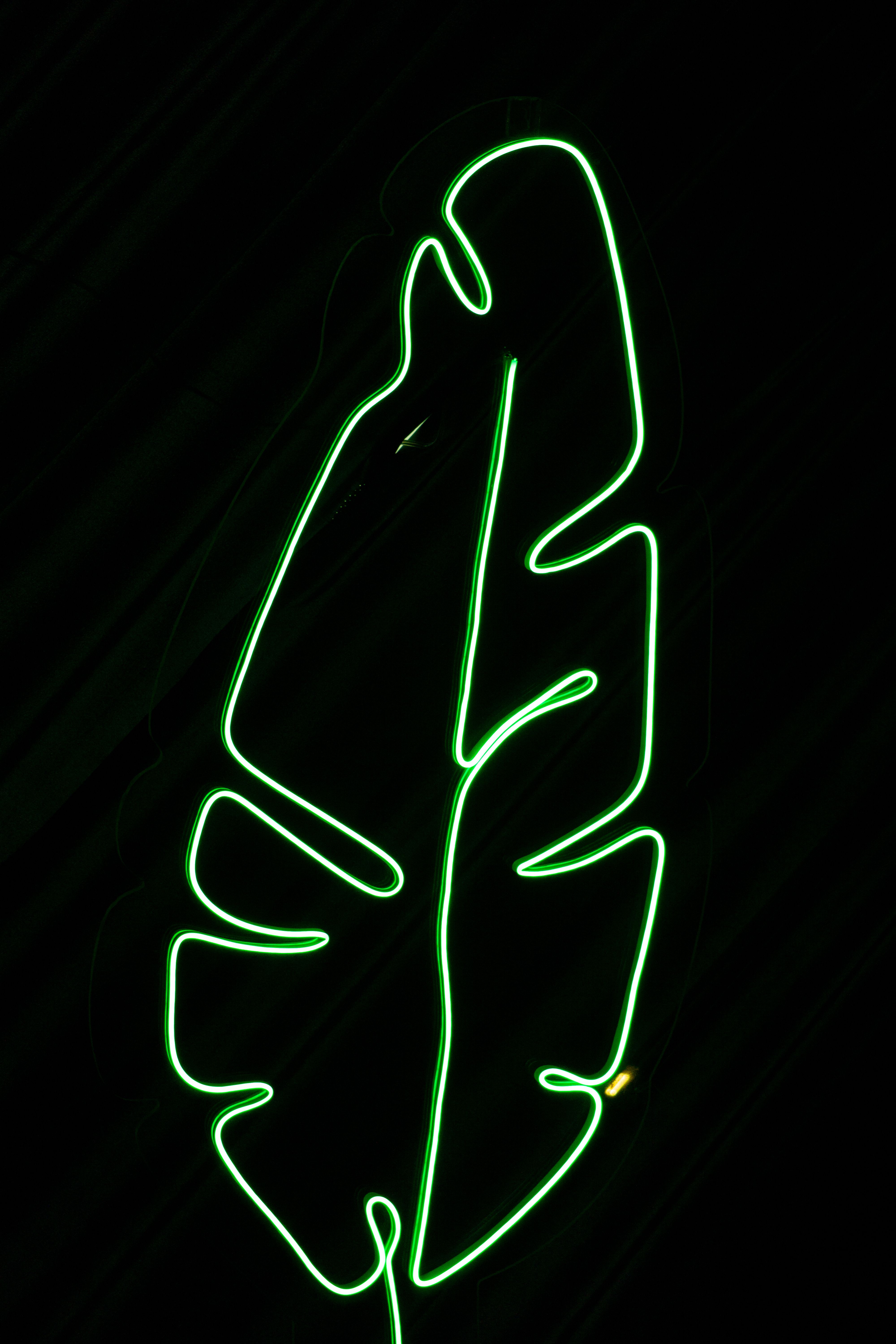 A neon green leaf on a black background · Free Stock Photo
