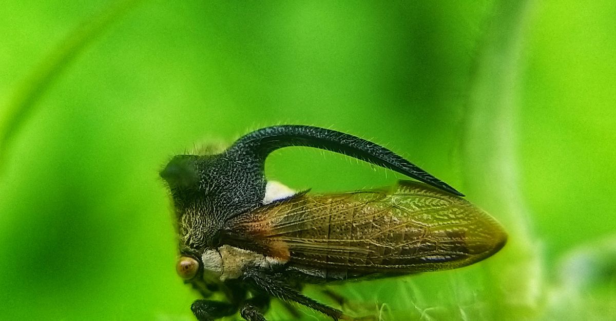Pretty Treehopper treehopper · Free Stock Photo