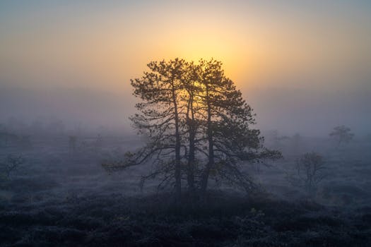 Foggy winter landscape with trees silhouetted by the sunrise, creating a serene atmosphere.