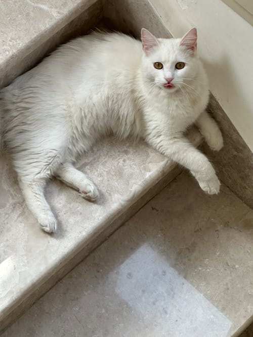 Free Adorable white cat lounging on marble steps, exuding calmness and cuteness. Stock Photo
