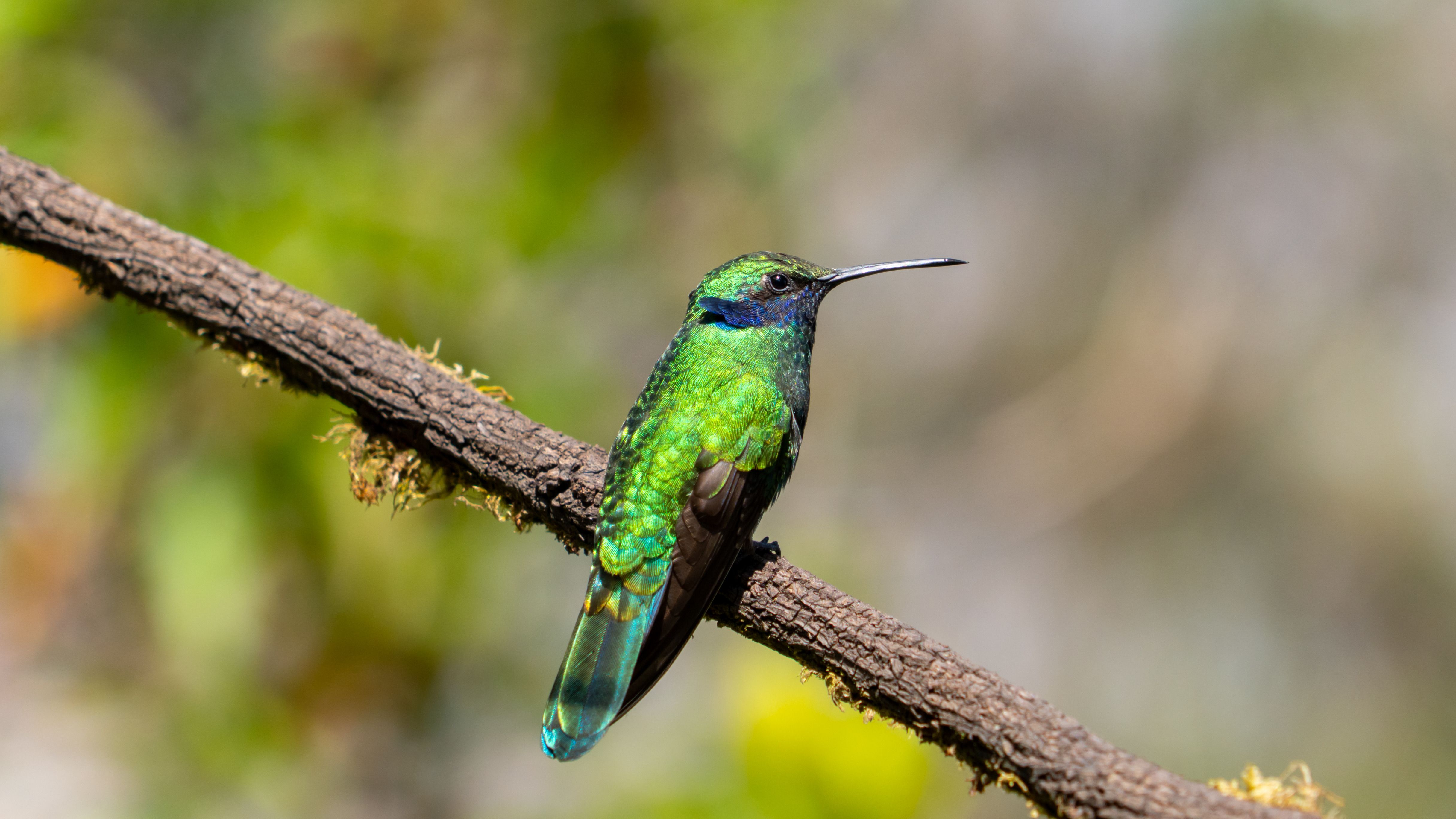 A green and blue hummingbird perched on a branch · Free Stock Photo