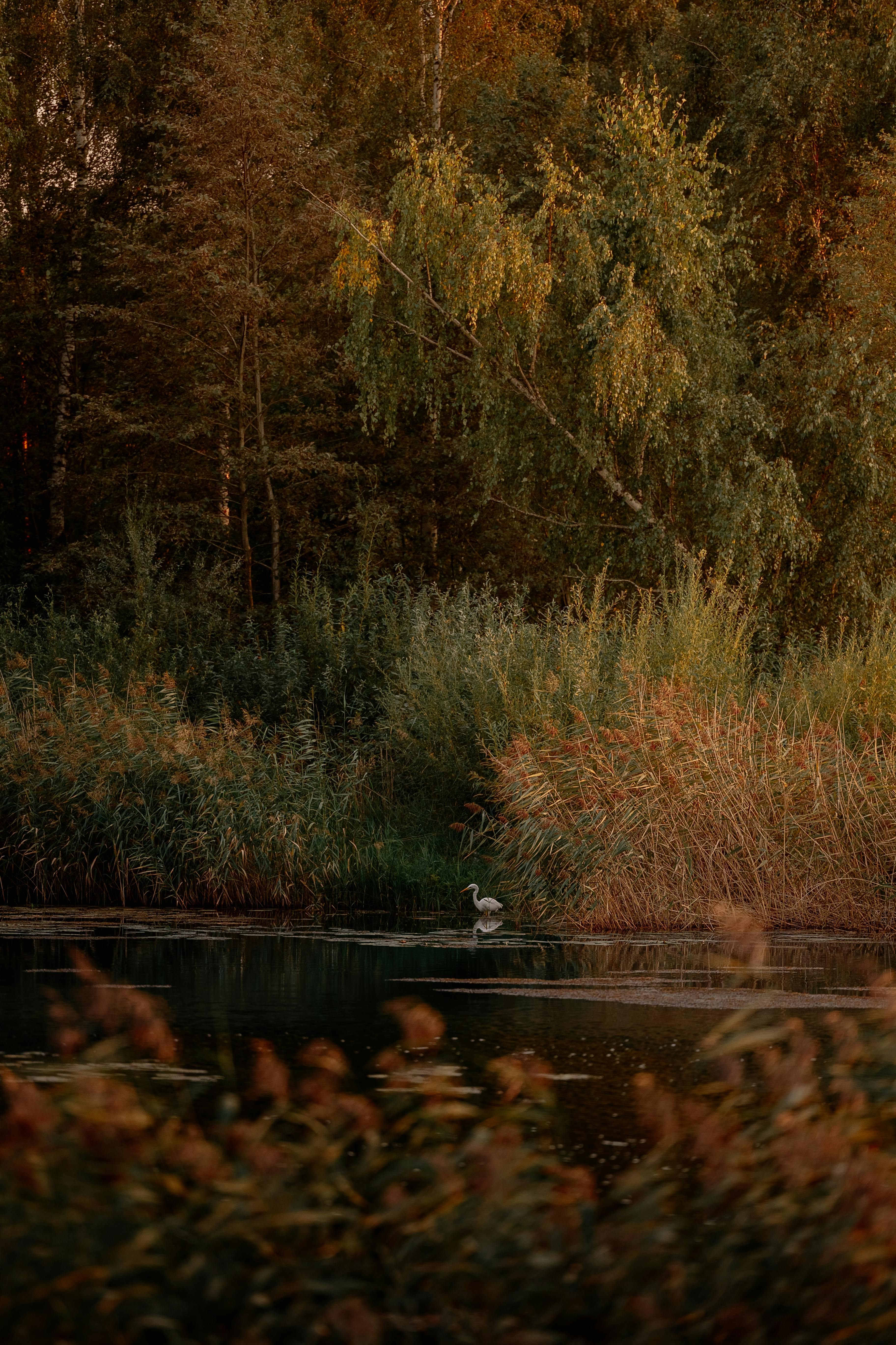 A tranquil lake scene with a lone bird surrounded by rich autumn foliage, perfect for nature lovers.