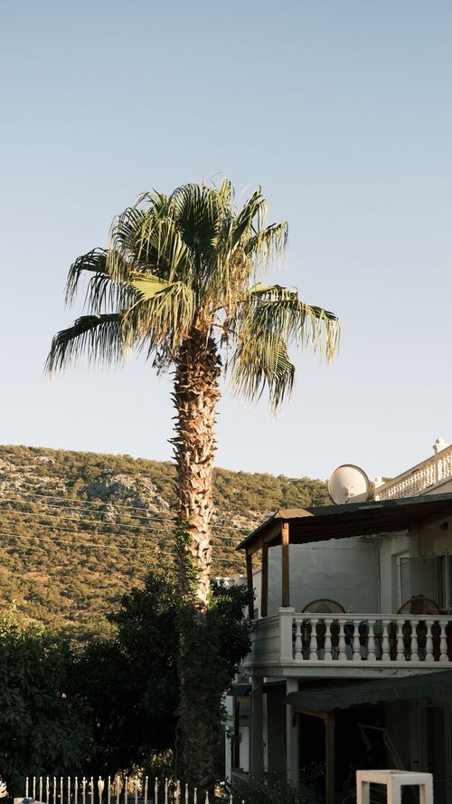 Free Charming house with palm tree set against a summer backdrop. Stock Photo