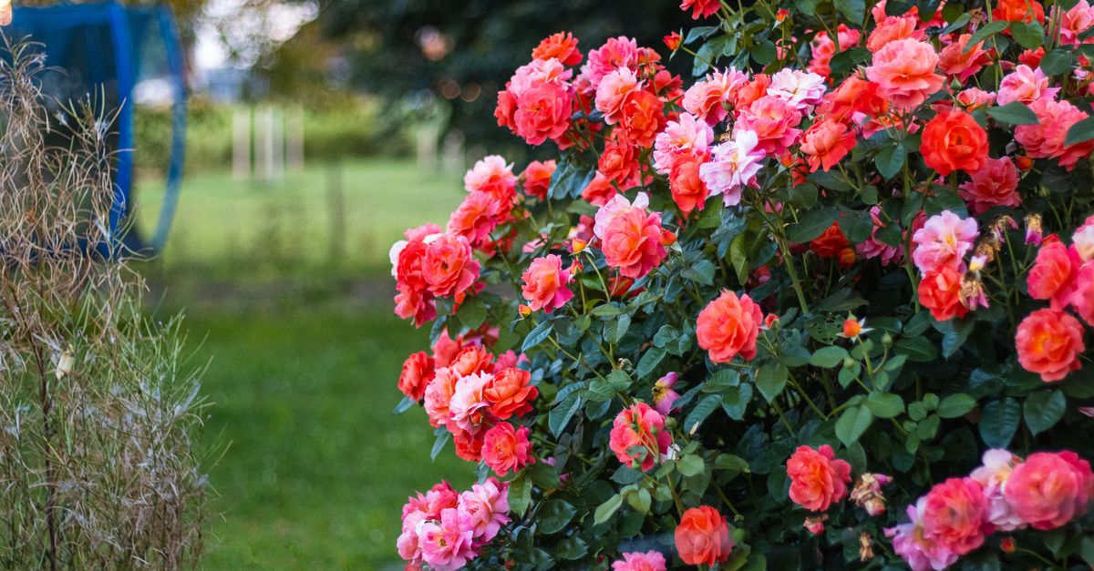 10 consejos para mantener tu jardín saludable y vibrante