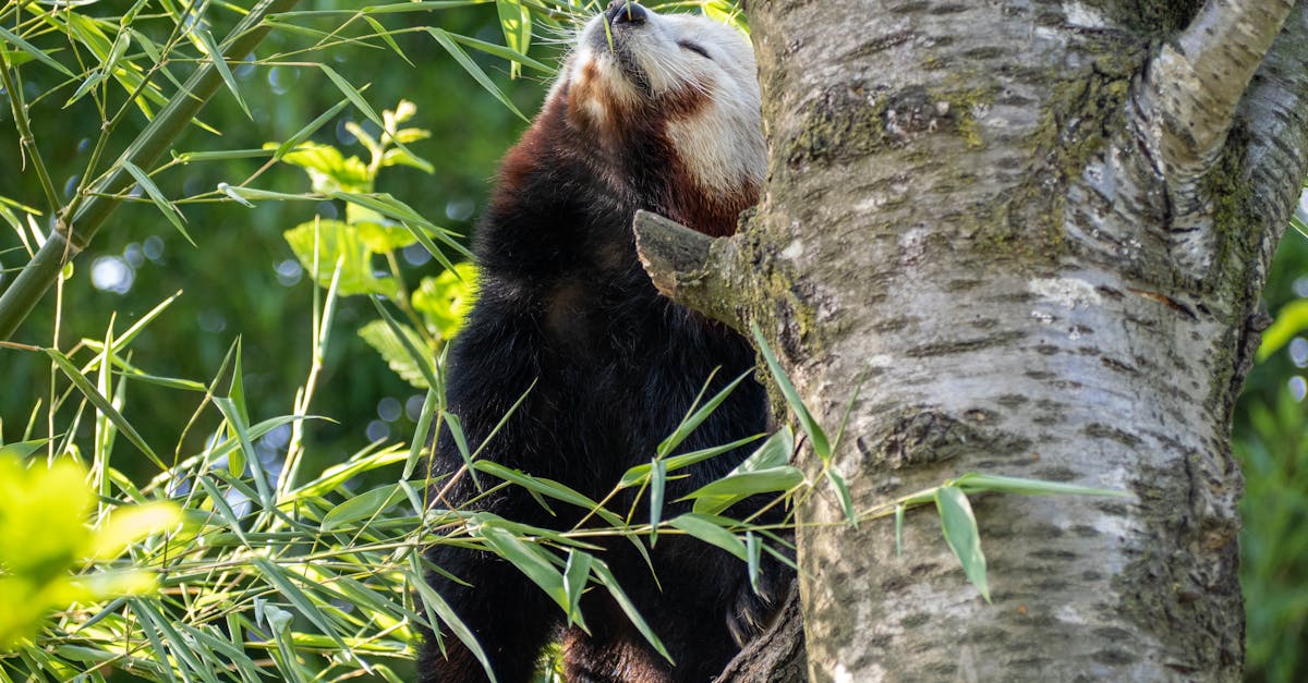 A red panda is sitting in a tree
