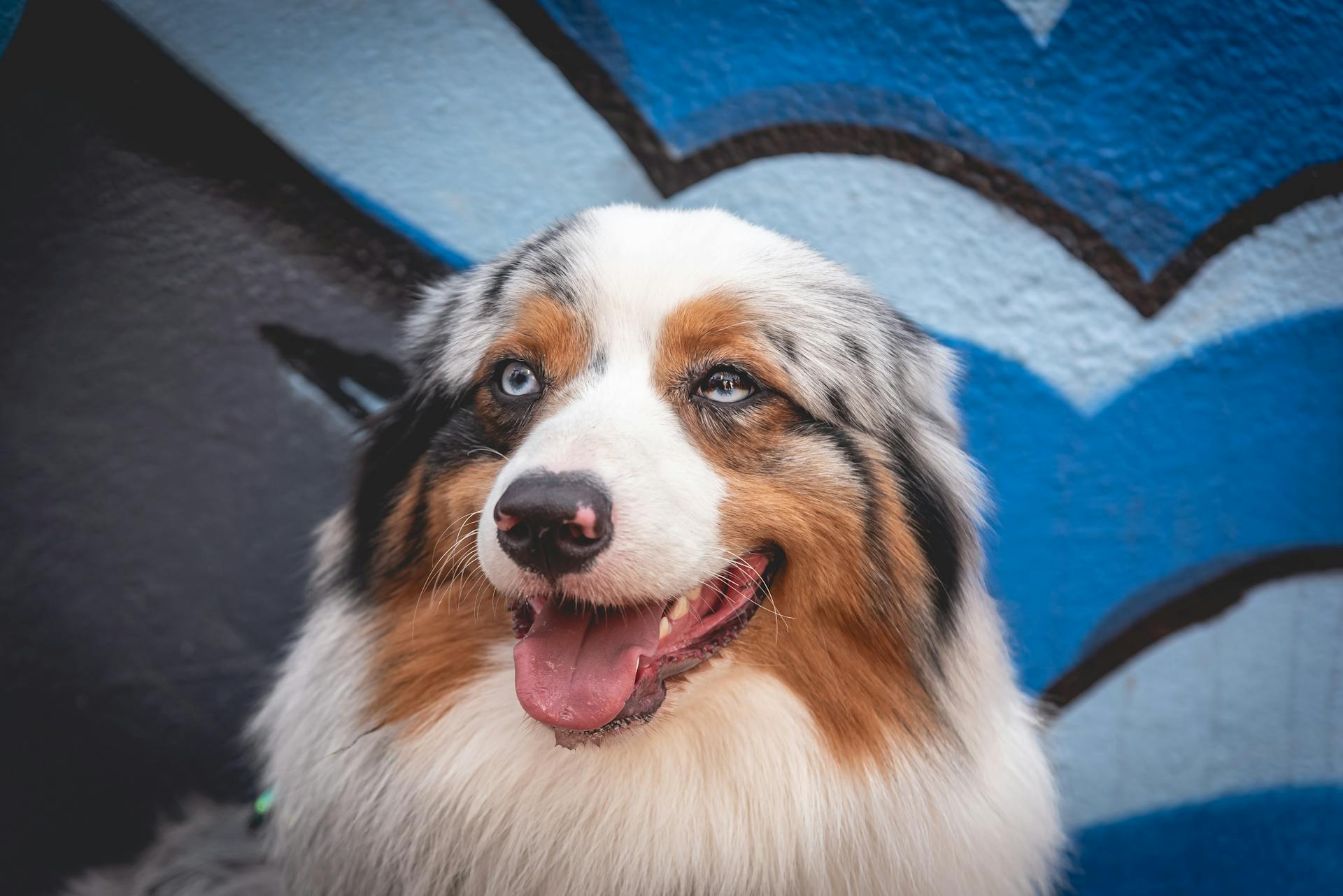 Australian shepherd dog in front of graffiti wall