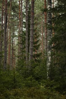 Lush evergreen forest with tall pine trees and dense foliage, captured in daylight.