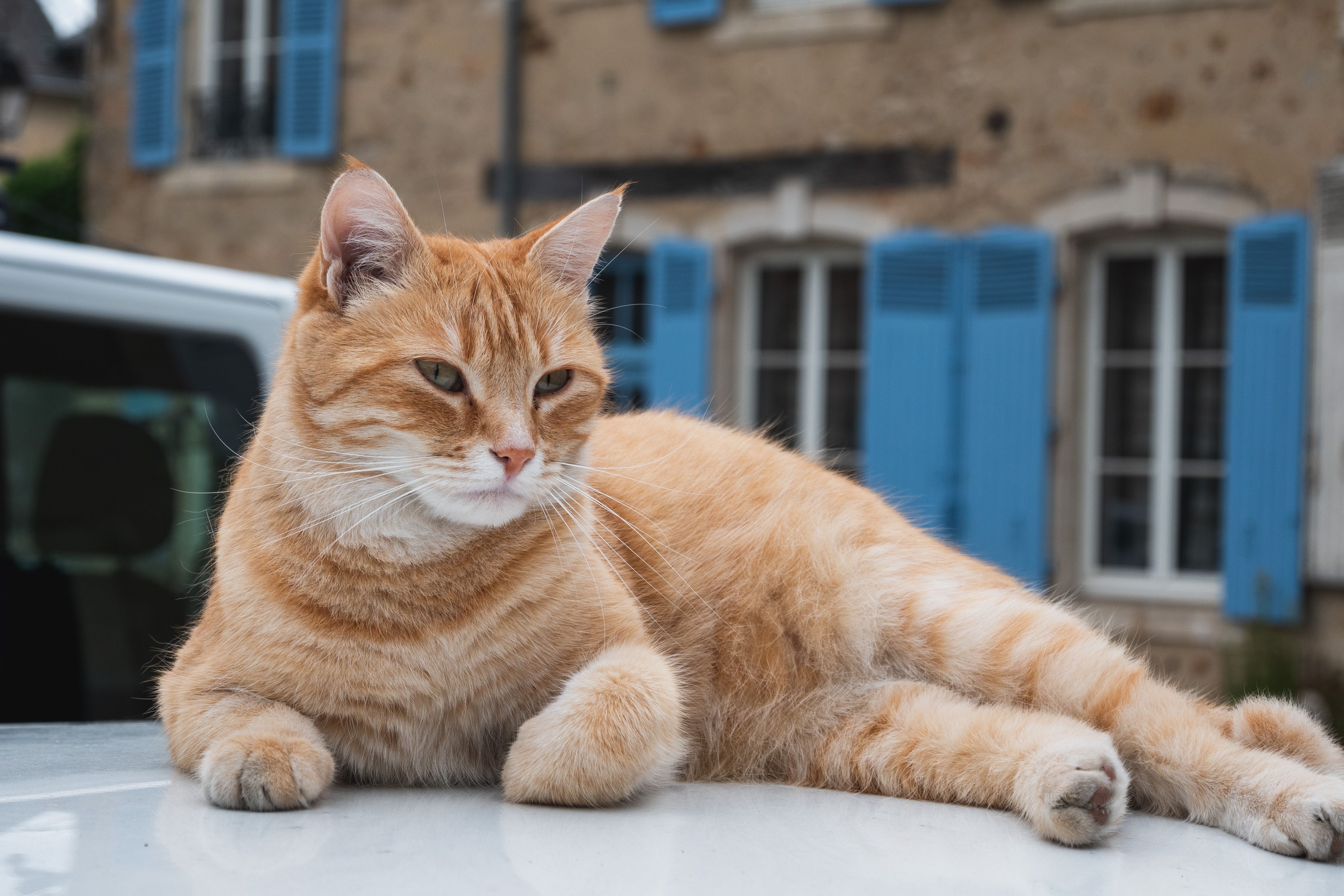 Insuffisance rénale du chat : signes et espérance de vie - Le diagnostic de l’insuffisance rénale chez le chat
