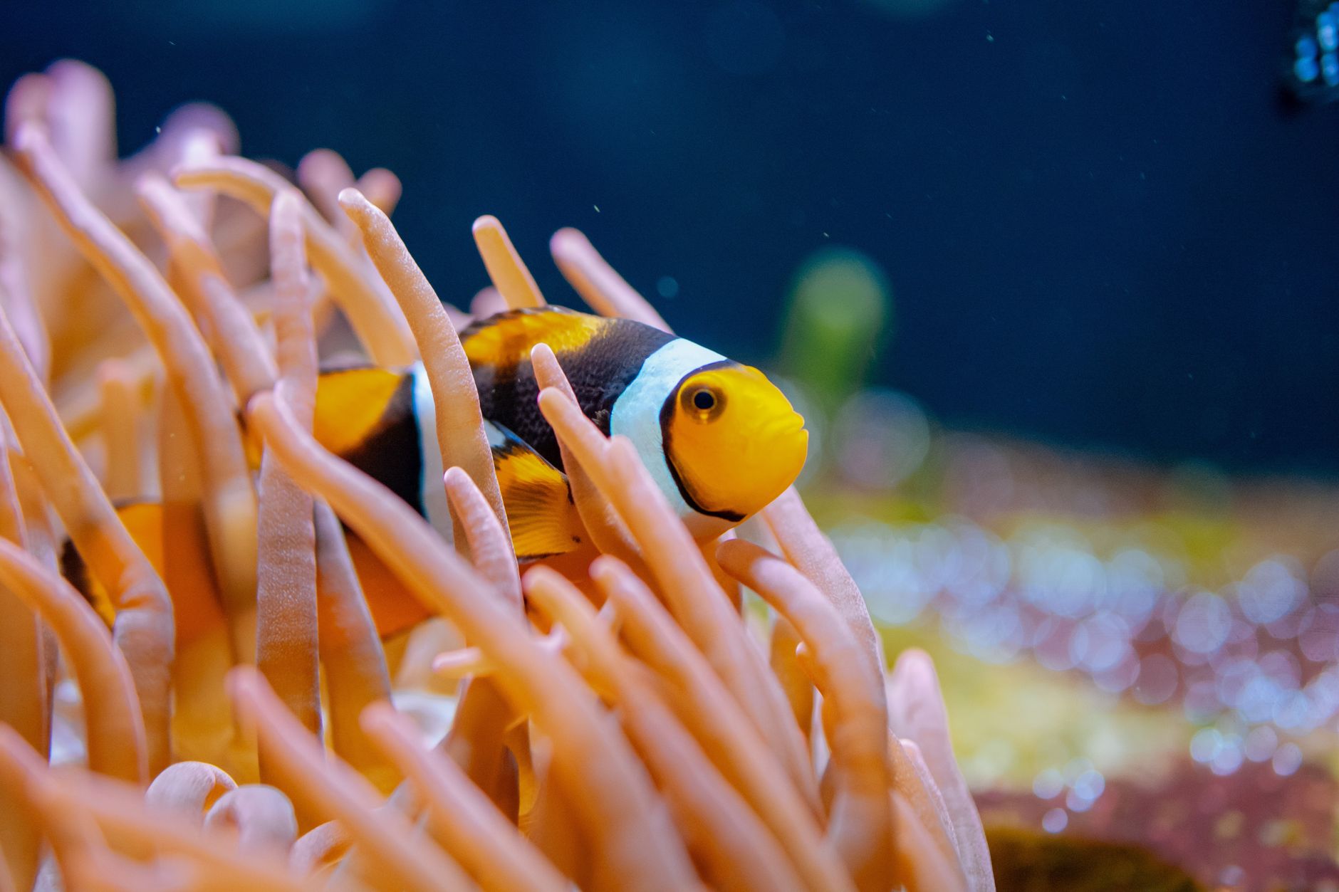 Close-up of a clownfish swimming among sea anemones in a vibrant coral reef.