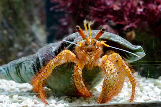 Vibrant hermit crab with intricate shell in a detailed aquarium setting.