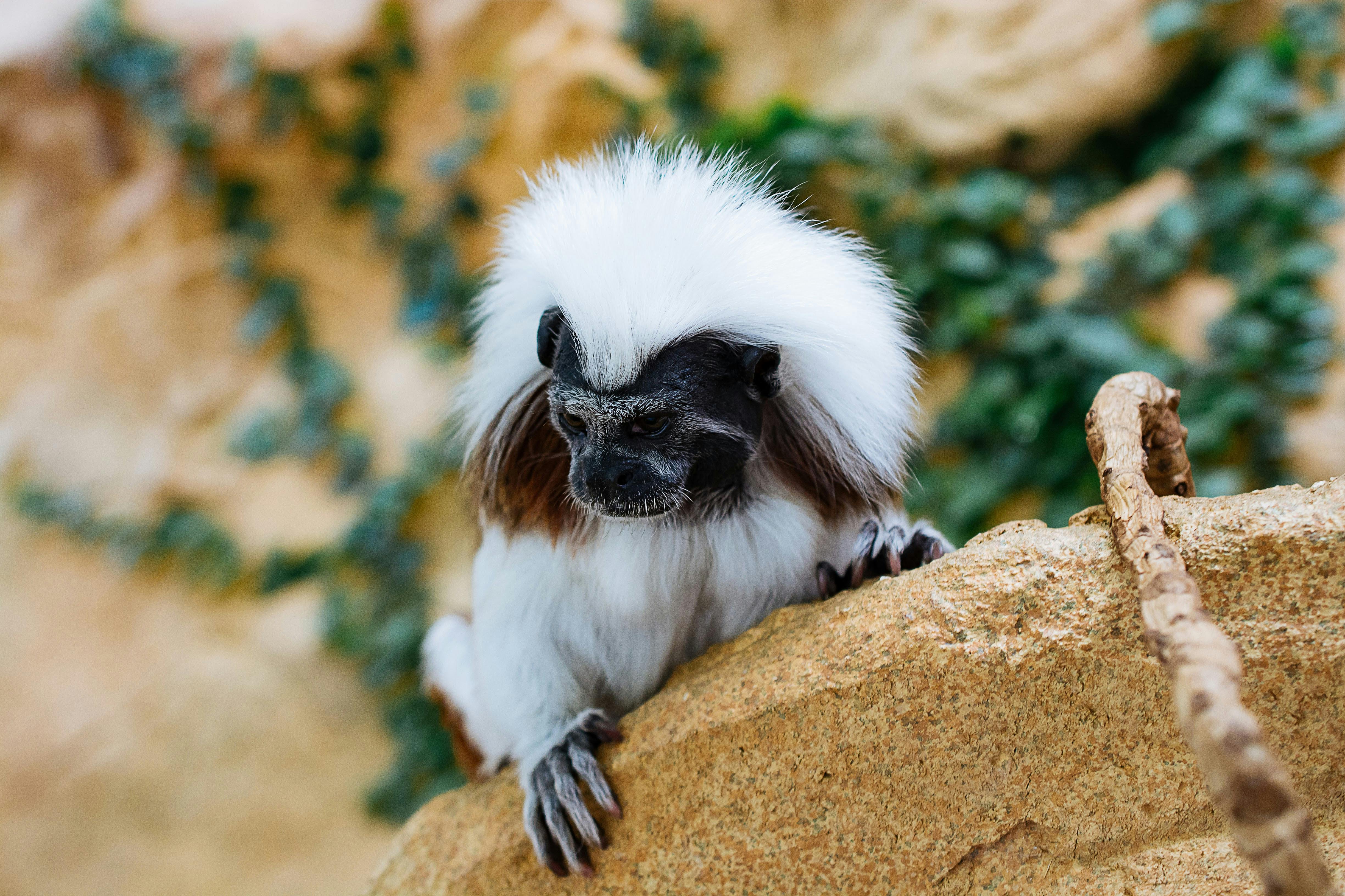 a white and black monkey sitting on a rock