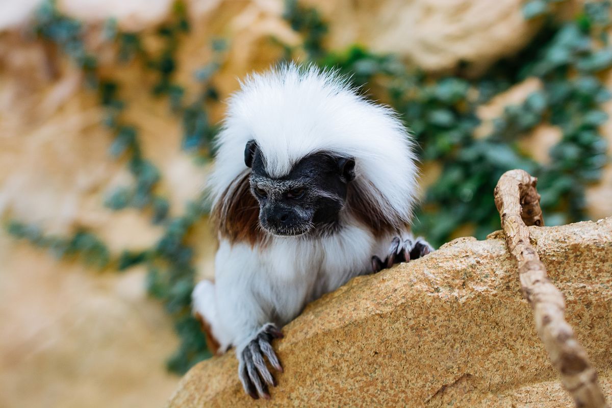 Selective Focus Photography of Monkey on Trees · Free Stock Photo