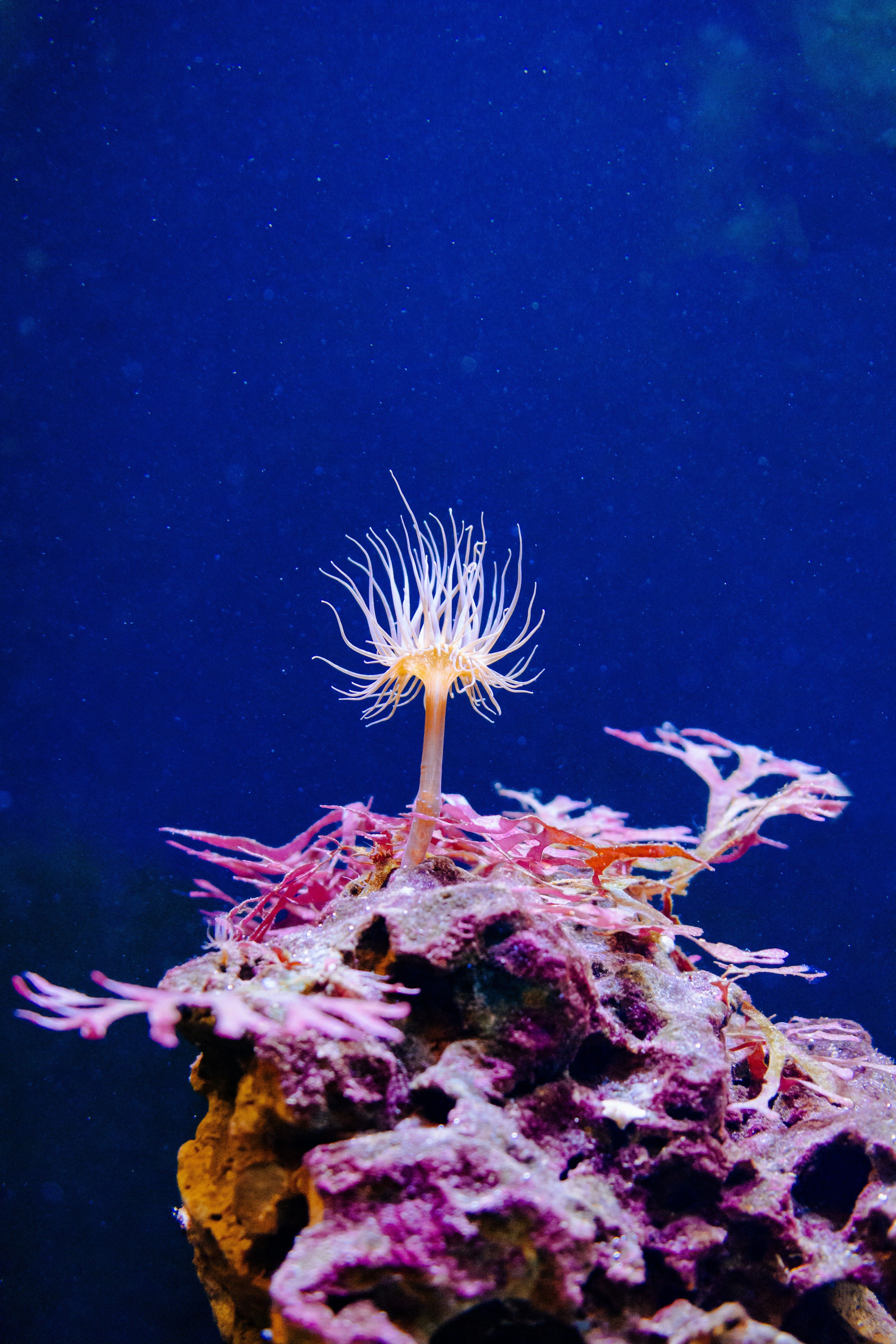 Close-up of a colorful coral reef with anemone in an aquarium setting, showcasing underwater beauty.