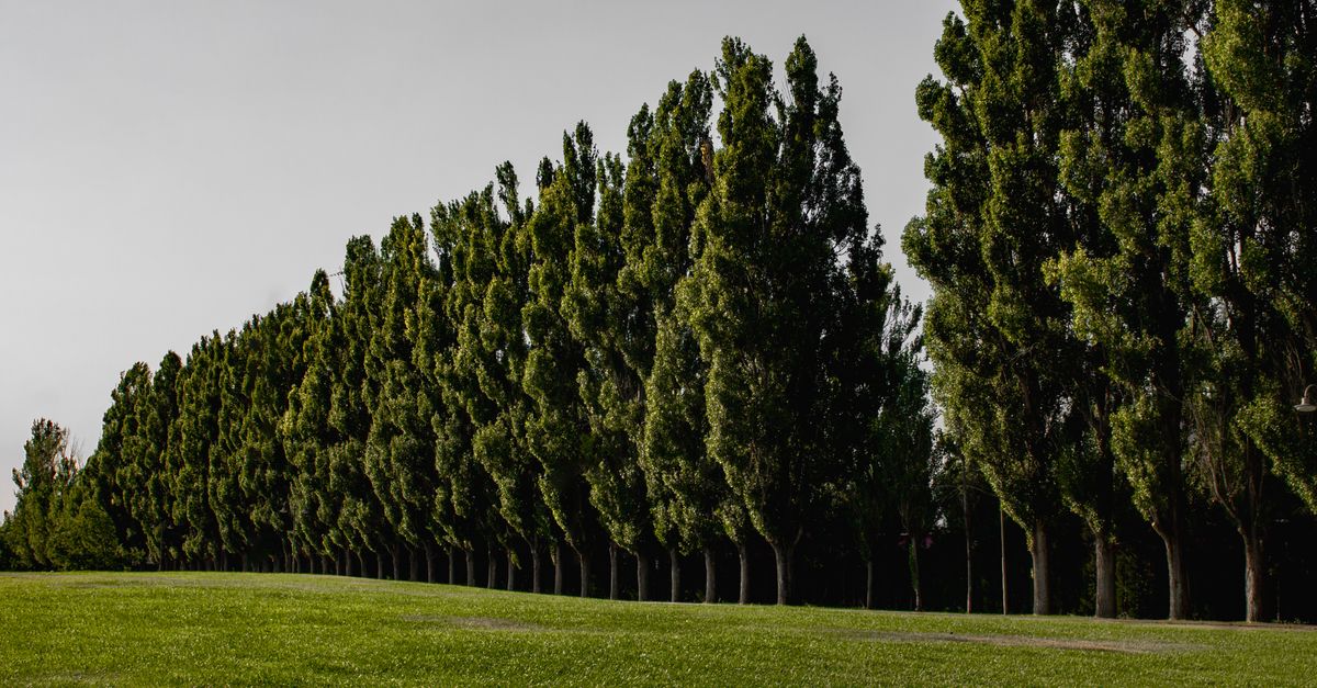 Tree Rows Ph A row of trees in a field · Free Stock Photo