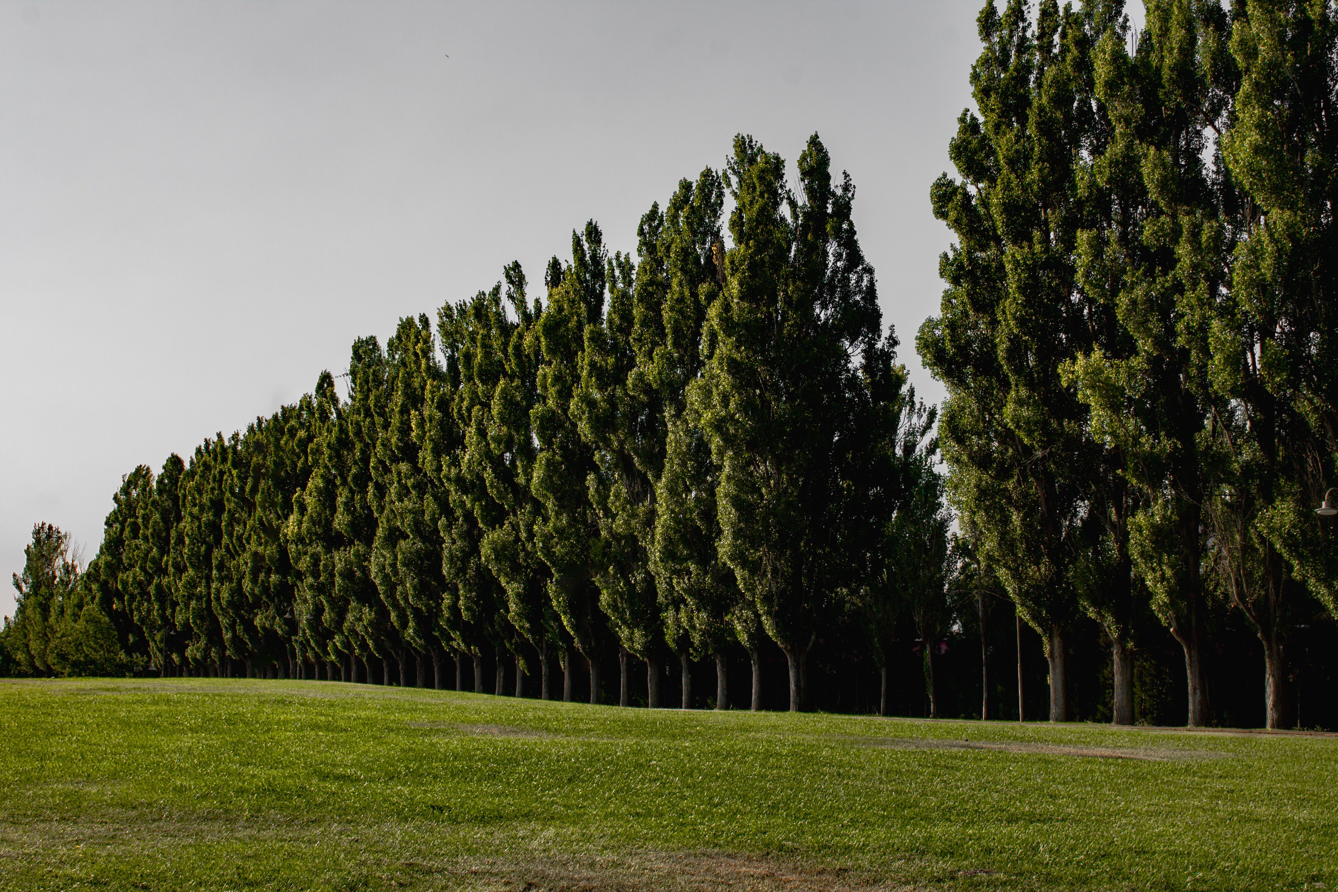 A row of trees in a field · Free Stock Photo