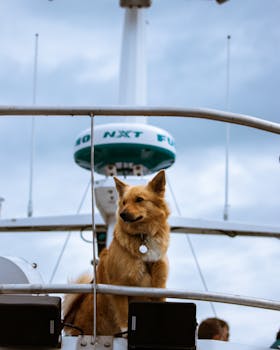在冰岛，一只狗坐在船上，背景是蔚蓝的天空