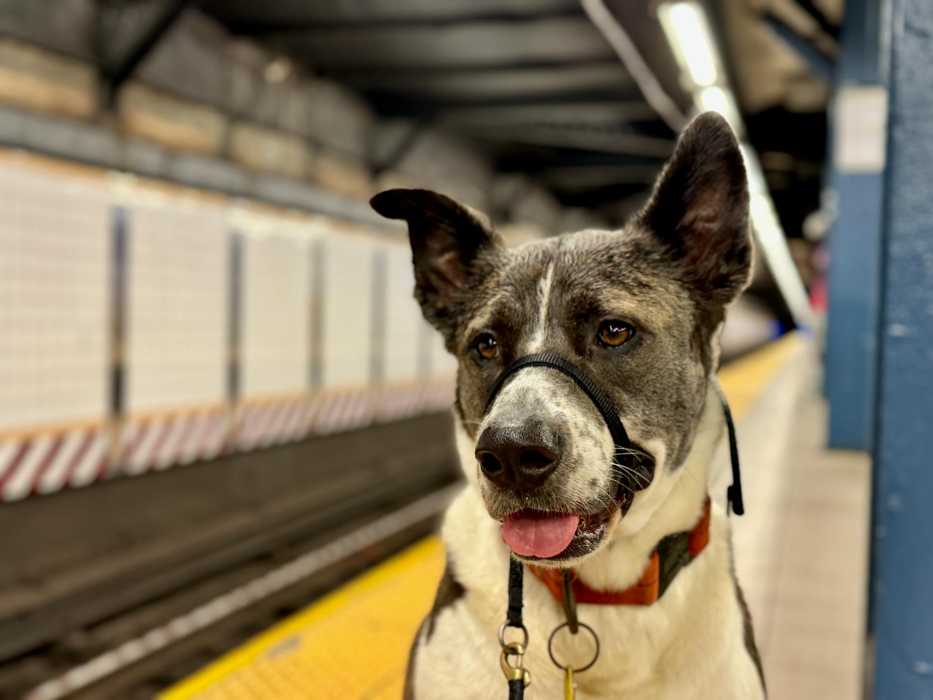 A dog wearing a collar and leash at a subway station