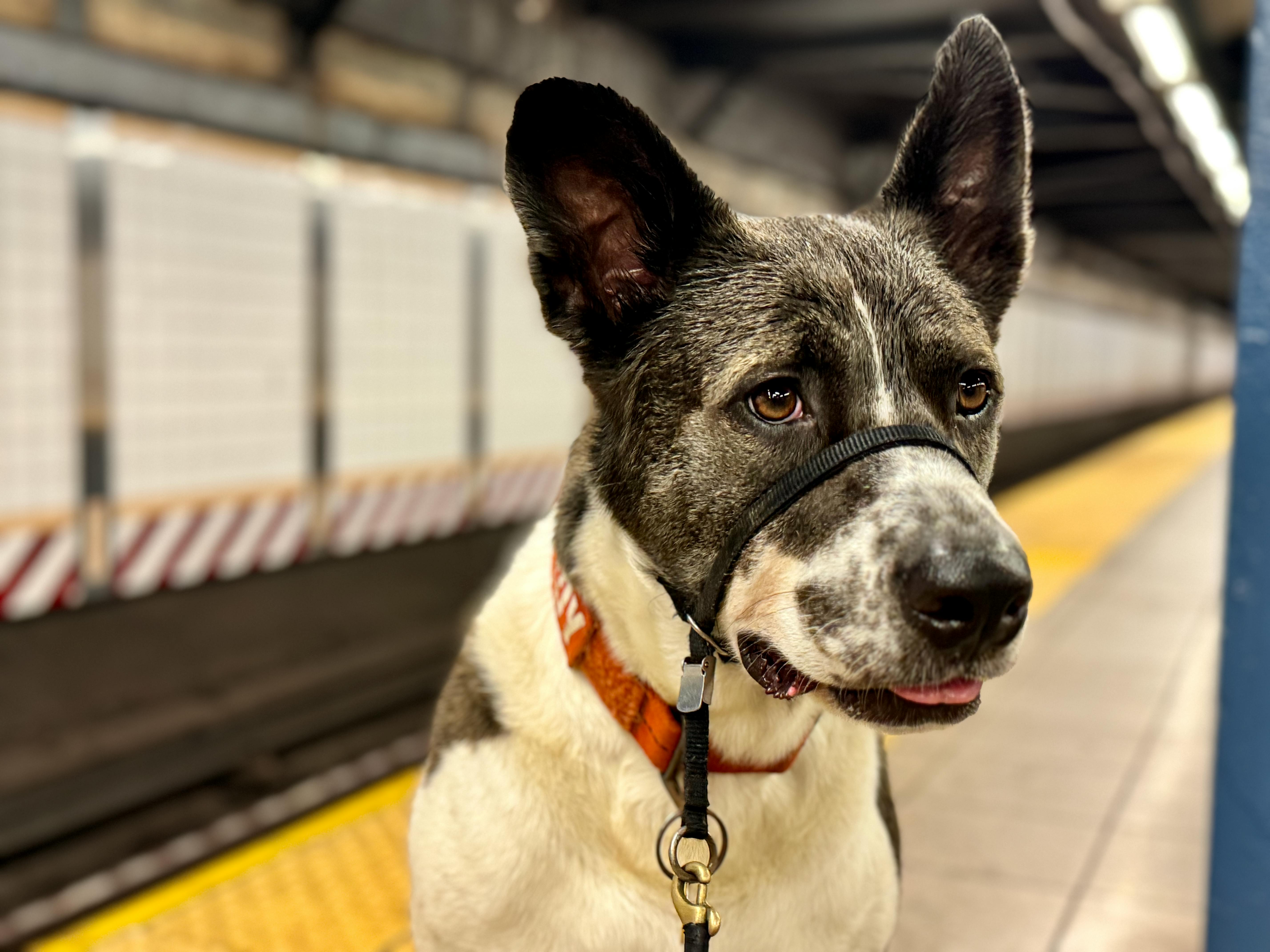 A dog wearing a collar and leash is standing in a subway station