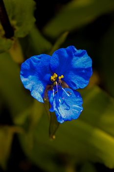 blue dayflower commelina flower