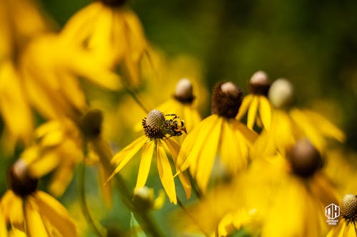 Free stock photo of beekeeper, beekeeping, bees