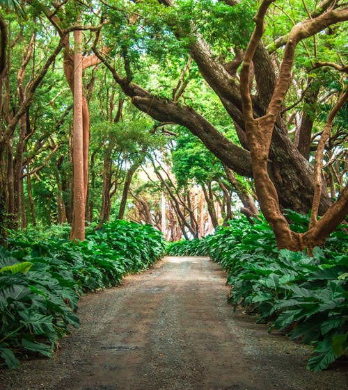 Free stock photo of barbados, forest, natural