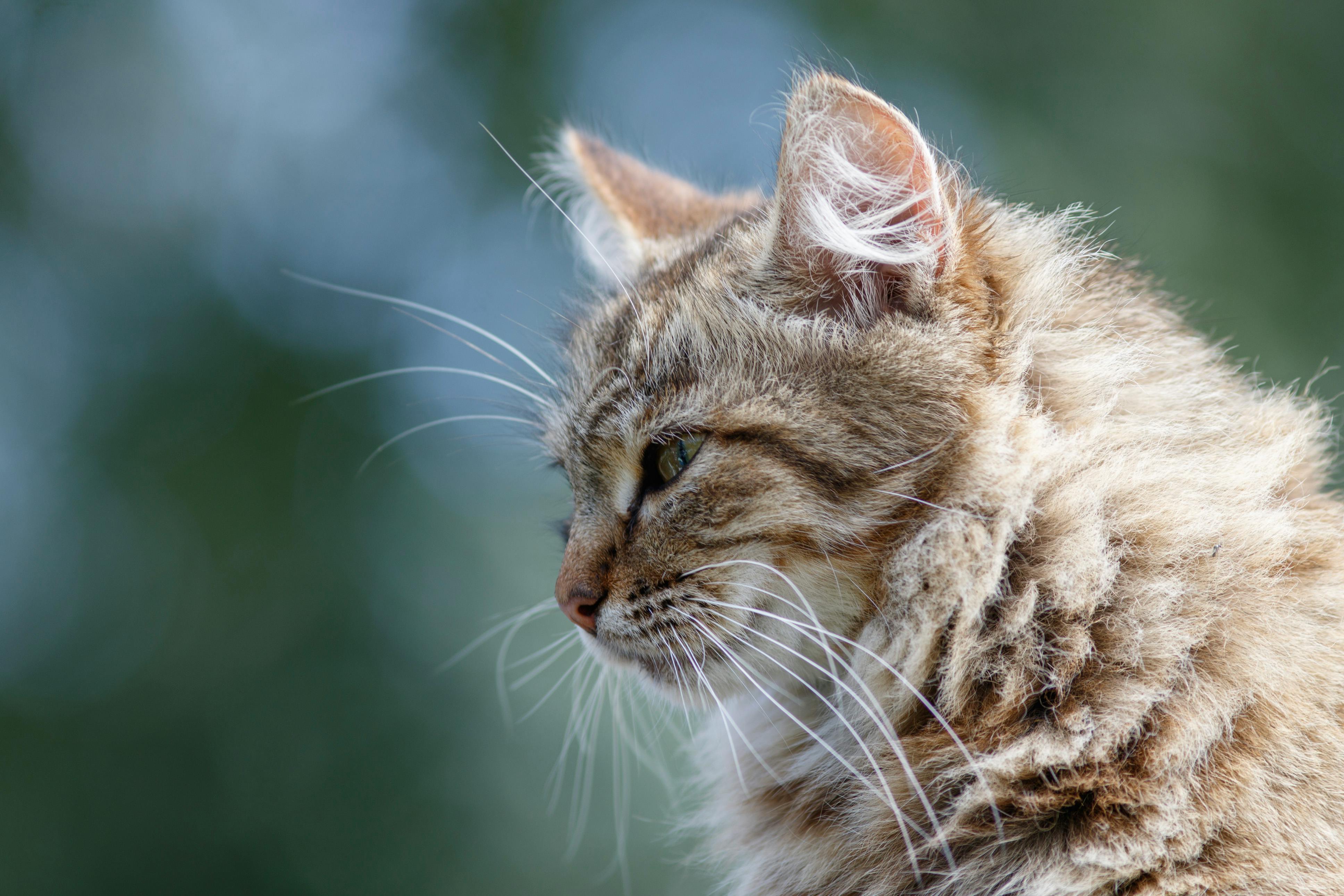 Miễn phí Ảnh lưu trữ miễn phí về ấm áp, ánh sáng tự nhiên, ban ngày Ảnh lưu trữ