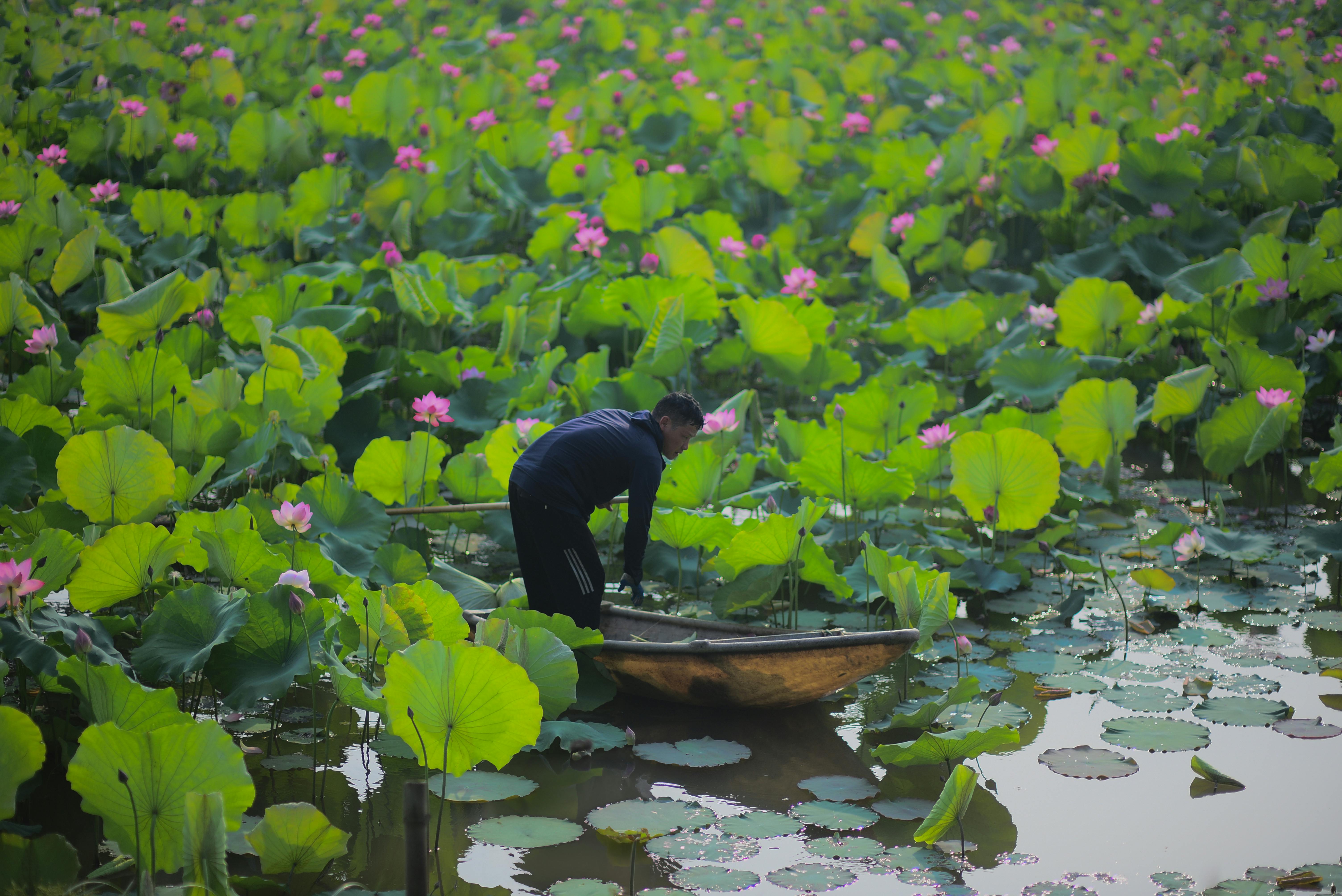 a man is in a boat in a pond with lotus flowers