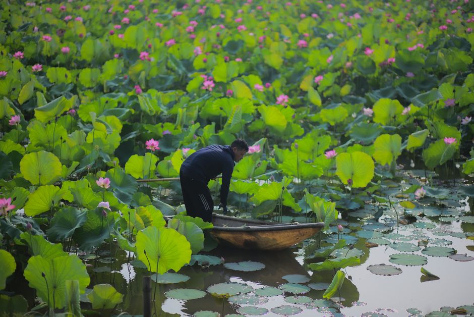 A rowboat gliding through lotus flowers on West Lake