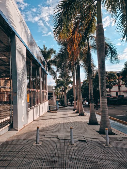 Free A picturesque urban street lined with tall palm trees in Bucaramanga, Colombia. Stock Photo